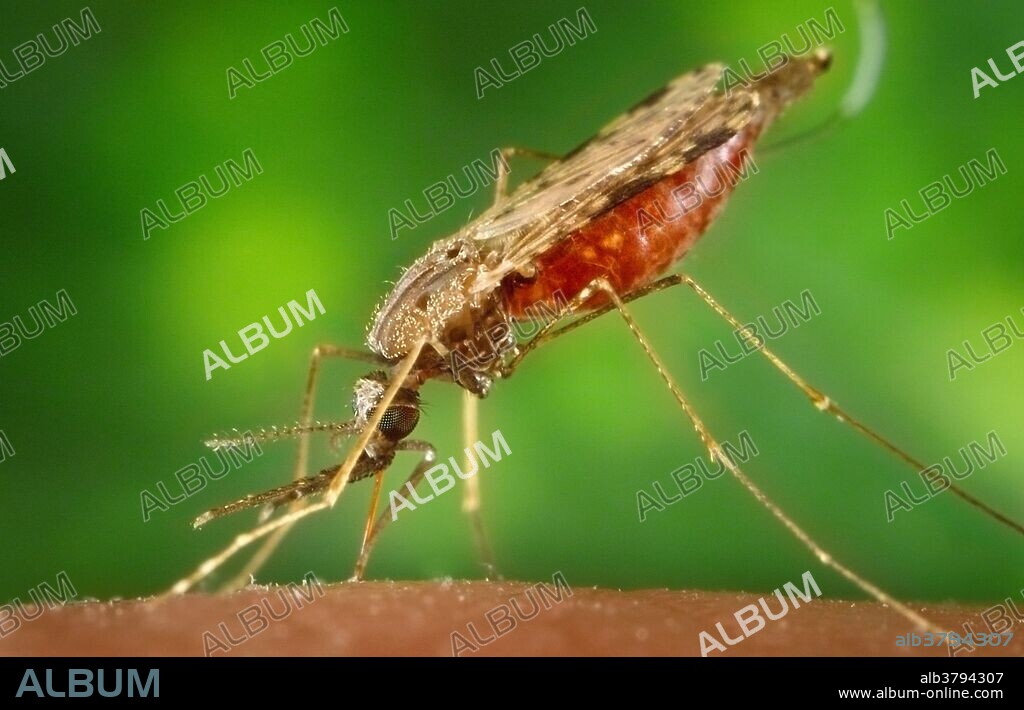 A female Anopheles albimanus mosquito while feeding on a human host, thereby, becoming engorged with blood. Like other species in the genus Anopheles, Anopheles albimanus adults hold the major axis of the body perpendicular to the surface of the skin when blood feeding. Anopheles adults also generally feed in the evening or early morning when it is still dark. This species is a vector of malaria predominantly in Central America.
