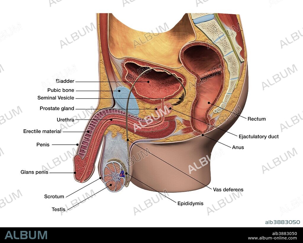 Male reproductive system, sagittal section view with labels.