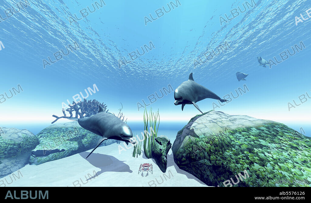 Two Bottlenose dolphins take an interest in a crab while two butterflyfish make their getaway.