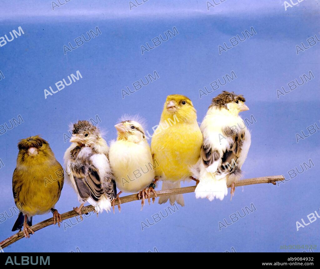 Corona Cinnamon Gloster Fancy hen (left), Consort Gloster Fancy cock (second from right) and three young.