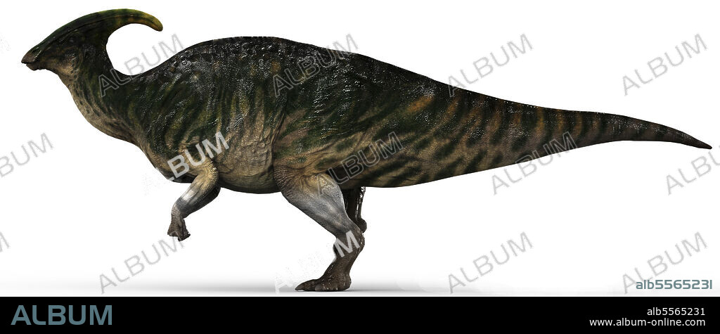 Parasaurolophus dinosaur, side view on white background.