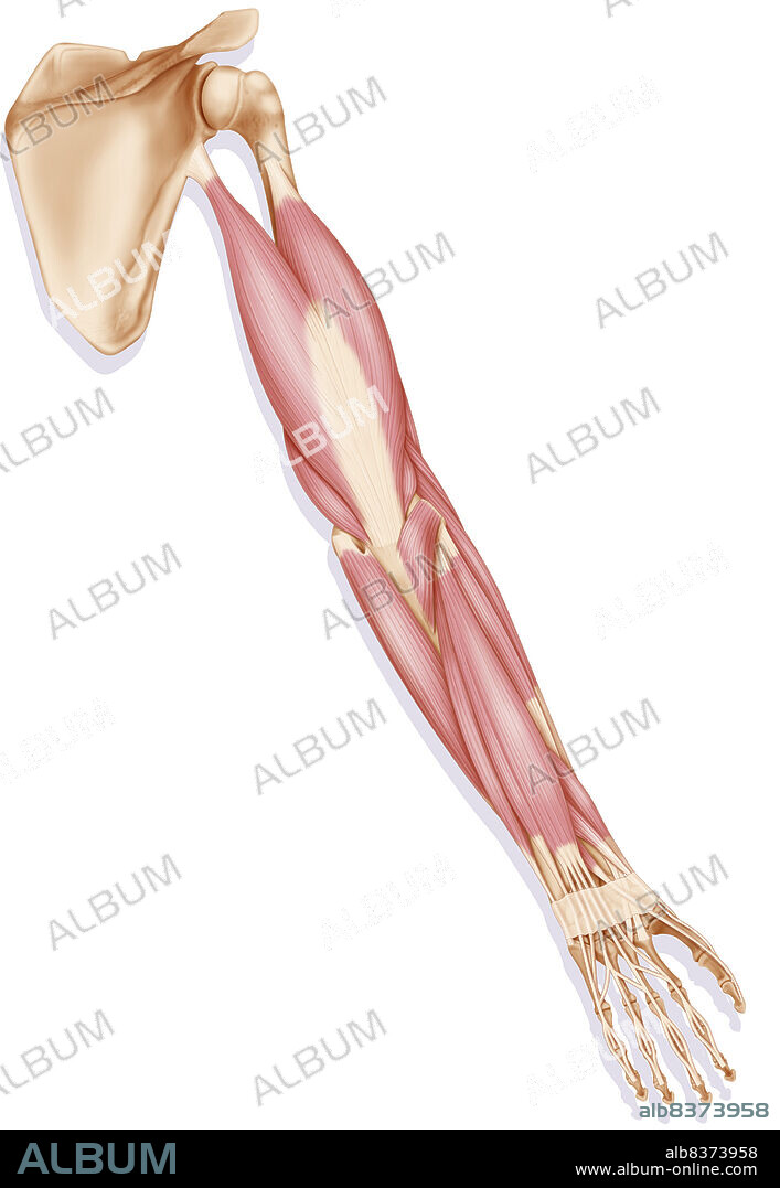 The muscles of the right upper limb - posterior view.