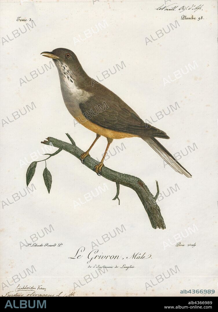 Turdus olivaceus, Print, The olive thrush (Turdus olivaceus) is, in its range, one of the most common members of the thrush family (Turdidae). It occurs in east African highlands from Tanzania and Zimbabwe in the north to the Cape of Good Hope in south. It is a bird of forest and woodland, but has locally adapted to parks and large gardens in suburban areas., 1796-1808.