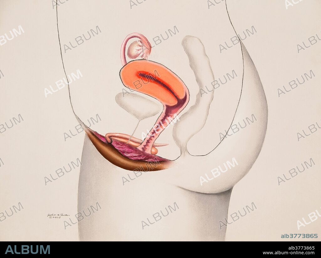 Anatomical illustration of the female reproductive system, side view.