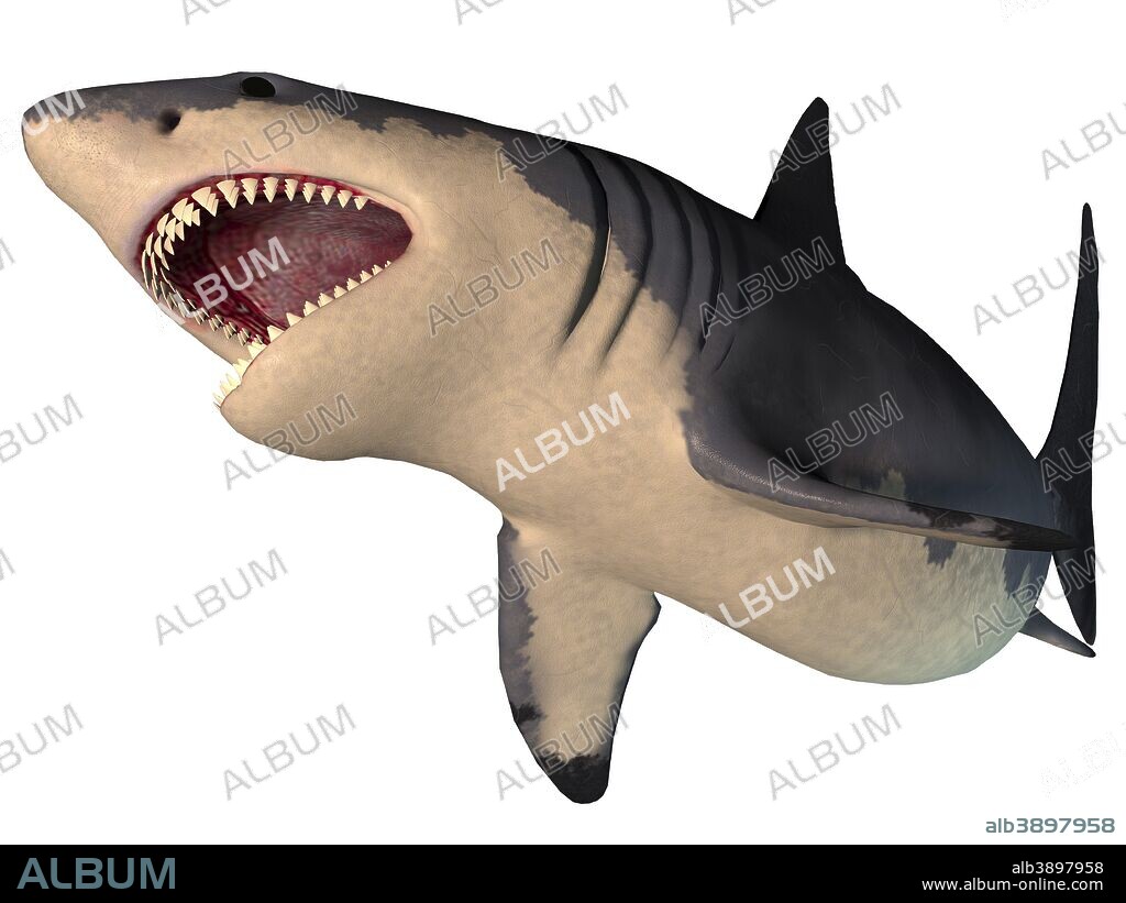The Megalodon shark is an extinct megatoothed shark that existed in prehistoric times, from the Oligocene to the Pleistocene Epochs.