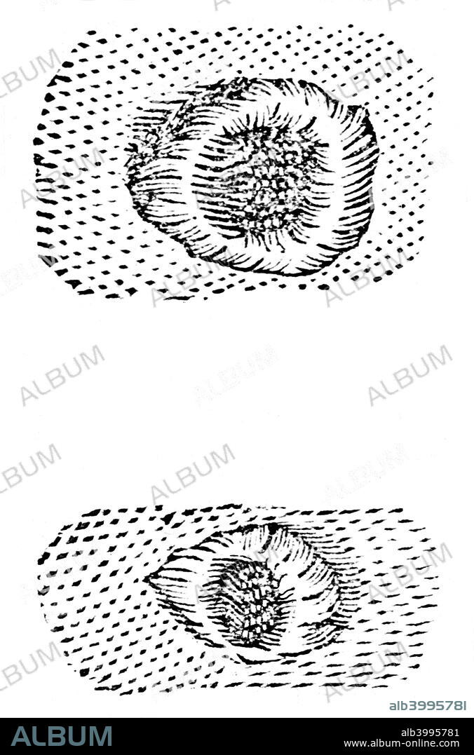 Galileo's drawing of lunar craters, 1611, (c1655). Galileo Galilei (1554-1642), Italian mathematician, astronomer and physicist made the first effective working telescope in 1609. He described his telescopic obserations of the Moon in a letter to the Swiss Jesuit astronomer, Christopher Grienberger (1564-1636).