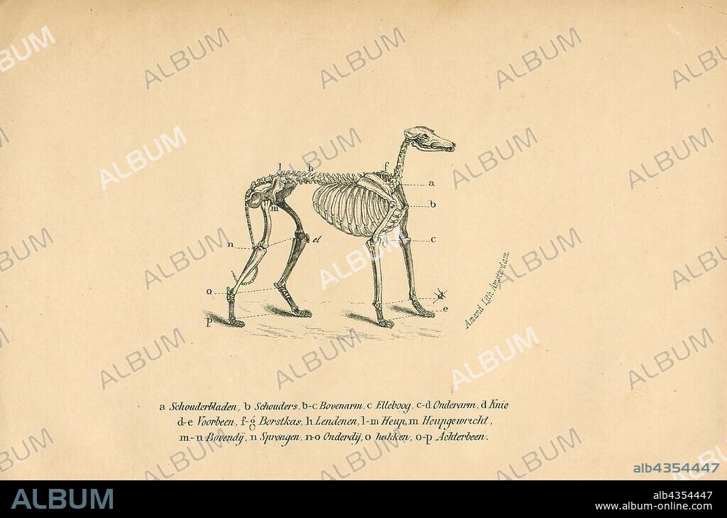 Canis lupus familiaris, Print, The domestic dog (Canis lupus familiaris when considered a subspecies of the wolf or Canis familiaris when considered a distinct species) is a member of the genus Canis (canines), which forms part of the wolf-like canids, and is the most widely abundant terrestrial carnivore. The dog and the extant gray wolf are sister taxa as modern wolves are not closely related to the wolves that were first domesticated, which implies that the direct ancestor of the dog is extinct. The dog was the first species to be domesticated and has been selectively bred over millennia for various behaviors, sensory capabilities, and physical attributes., skeleton.