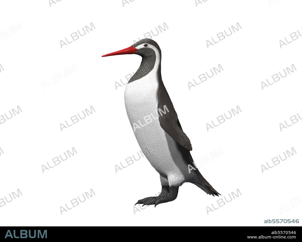 Kumimanu biceae, a giant penguin from the Paleocene epoch of New Zealand.