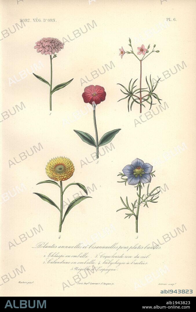 Five annuals: pink thlaspi (Thlaspi), calandrina (Calandrina), silene coeli-rosa, everlasting (Helichrysum), and love in a mist (Nigella hispanica).. . Plantes Annuelles, 1) Thlaspi en Ombelle 2) Calandrine en Ombelle 3) Coquelourde rose-du-ciel 4) Helichryse a Bractees 5) Nigelle d'Espagne . . Handcolored lithograph by Edouard Maubert for Herincq's "Le Regne Vegetal" (1865).