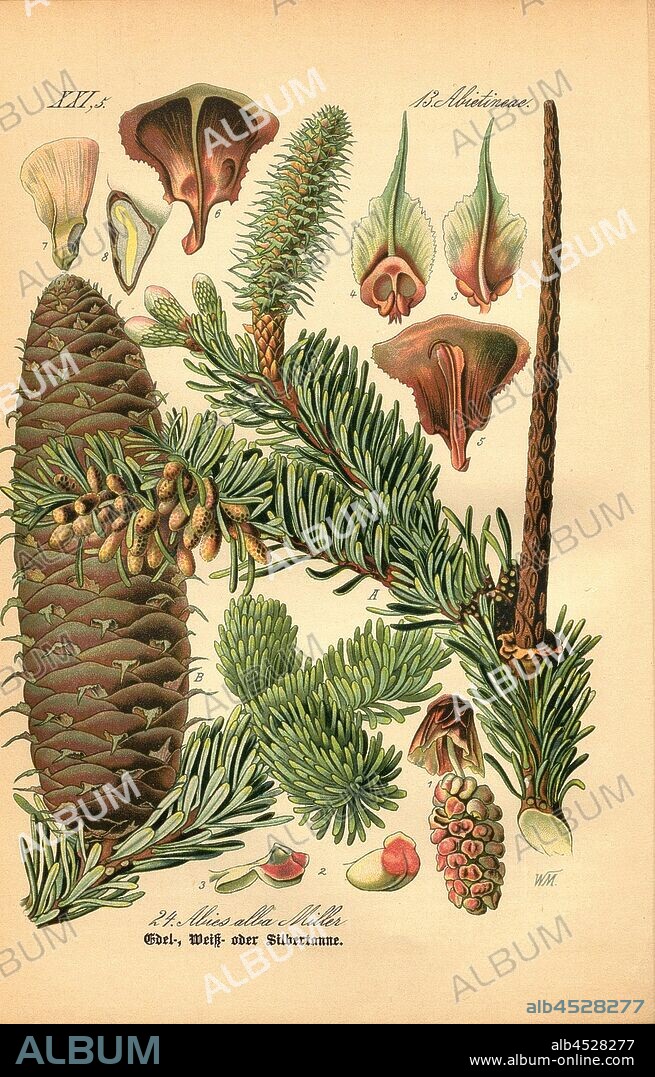 Noble, white or silver fir, Abies alba Miller - fir, silver fir or silver fir, family: 13. Abietineae - fir trees, signed: WM, pl. 24, after p. 60 (vol. 1), Müller, W., 1886, Otto Wilhelm Thomé: Prof. Dr. Thomé's Flora von Deutschland, Österreich und der Schweiz in Wort und Bild. Gera-Untermhaus: Verlag von Fr. Eugen Köhler, [1886].