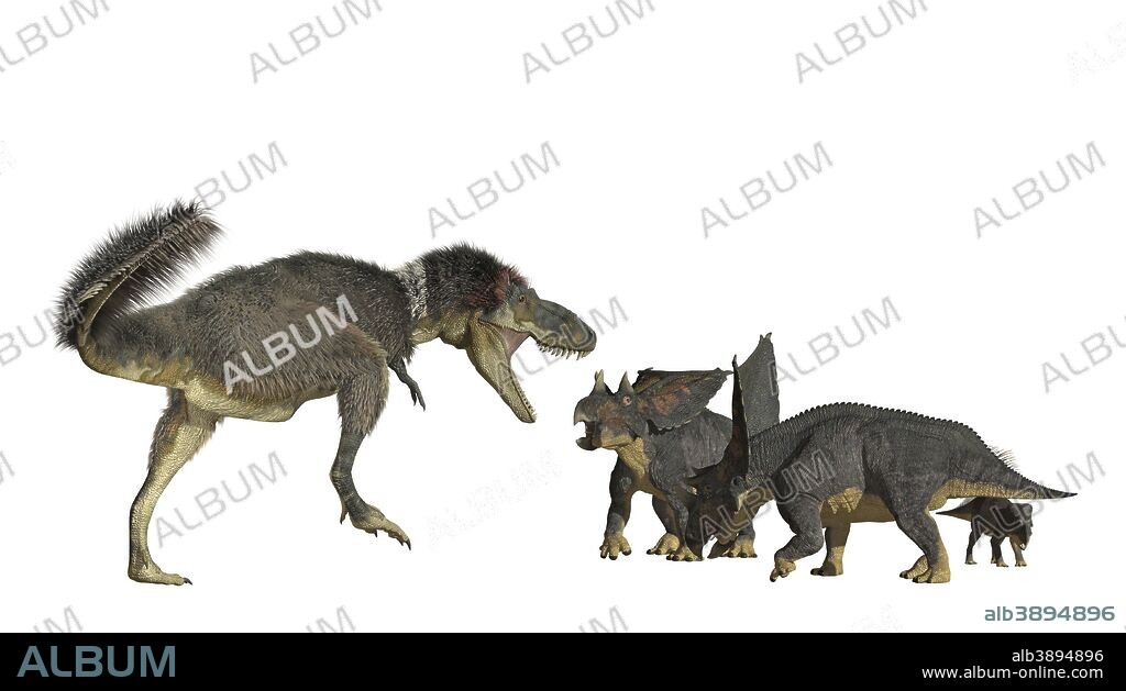 Daspletosaurus, an early Tyrnannosaur, attacking a group of Chasmosaurus dinosaurs. Daspletosaurus lived about 75 million years ago in the northern central US and Canada. It is an earlier relative of T. Rex and grew to 30 feet long. It likely preyed on local ceratopsians like the medium sized Chasmosaurus.