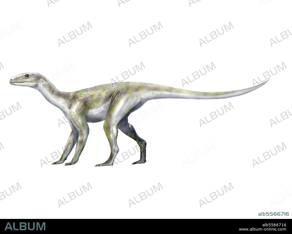 Silesaurus opolensis, a dinosauriformes from the Late Triassic period of Poland.