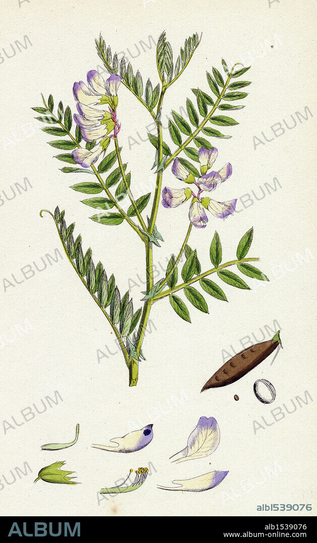 Vicia Orobus; Wood Bitter Vetch.
