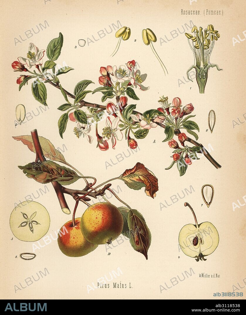 Apple tree, Malus domestica (Pyrus malus). Chromolithograph after a botanical illustration by Walther Muller from Hermann Adolph Koehler's Medicinal Plants, edited by Gustav Pabst, Koehler, Germany, 1887.
