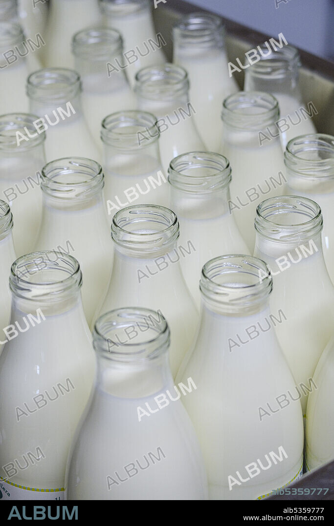 fresh milk, Sa Teulera farm, Petra, Mallorca, Balearic Islands, Spain.