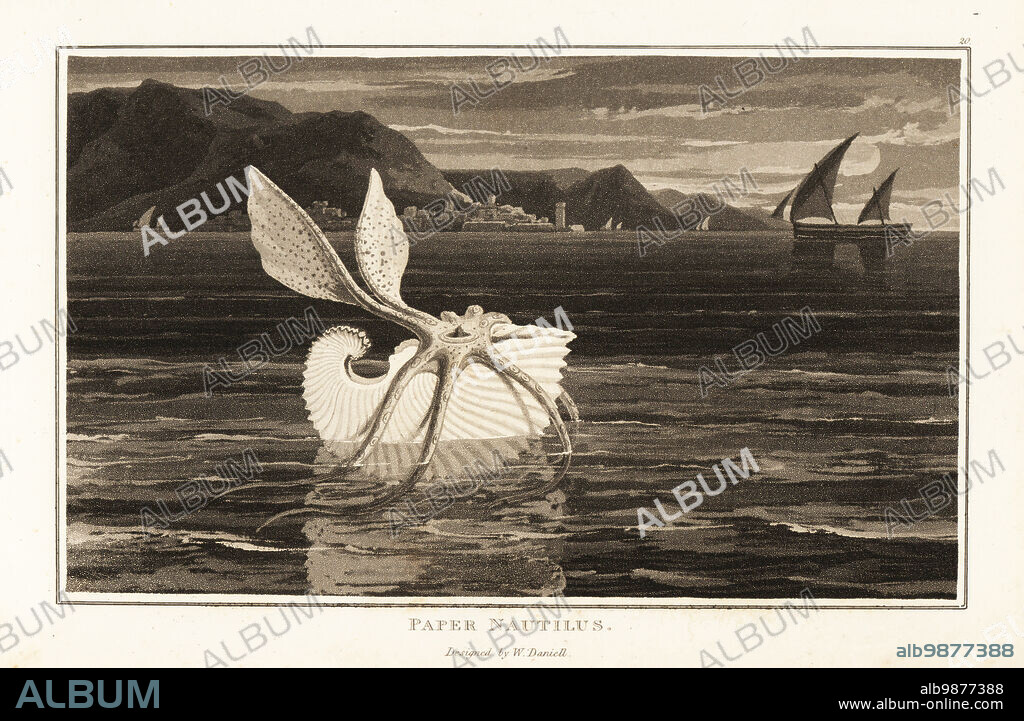 Greater argonaut or paper nautilus, Argonauta argo, pelagic octopus sailing on the surface of the ocean. Aquatint drawn and engraved by William Daniell from William Woods Zoography, Cadell and Davies, 1807.