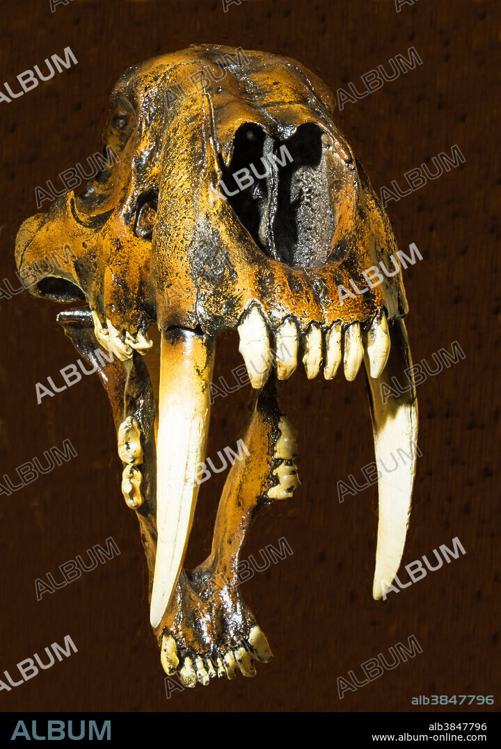 Saber tooth cat skull fossil (Smilodon fatalis), Orlando Science Center, Florida.