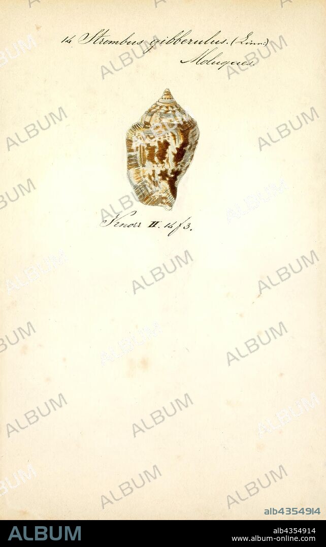 Strombus gibberulus, Print, Gibberulus gibberulus, common name the humpbacked conch, is a species of sea snail, a marine gastropod mollusk in the family Strombidae, the true conchs.
