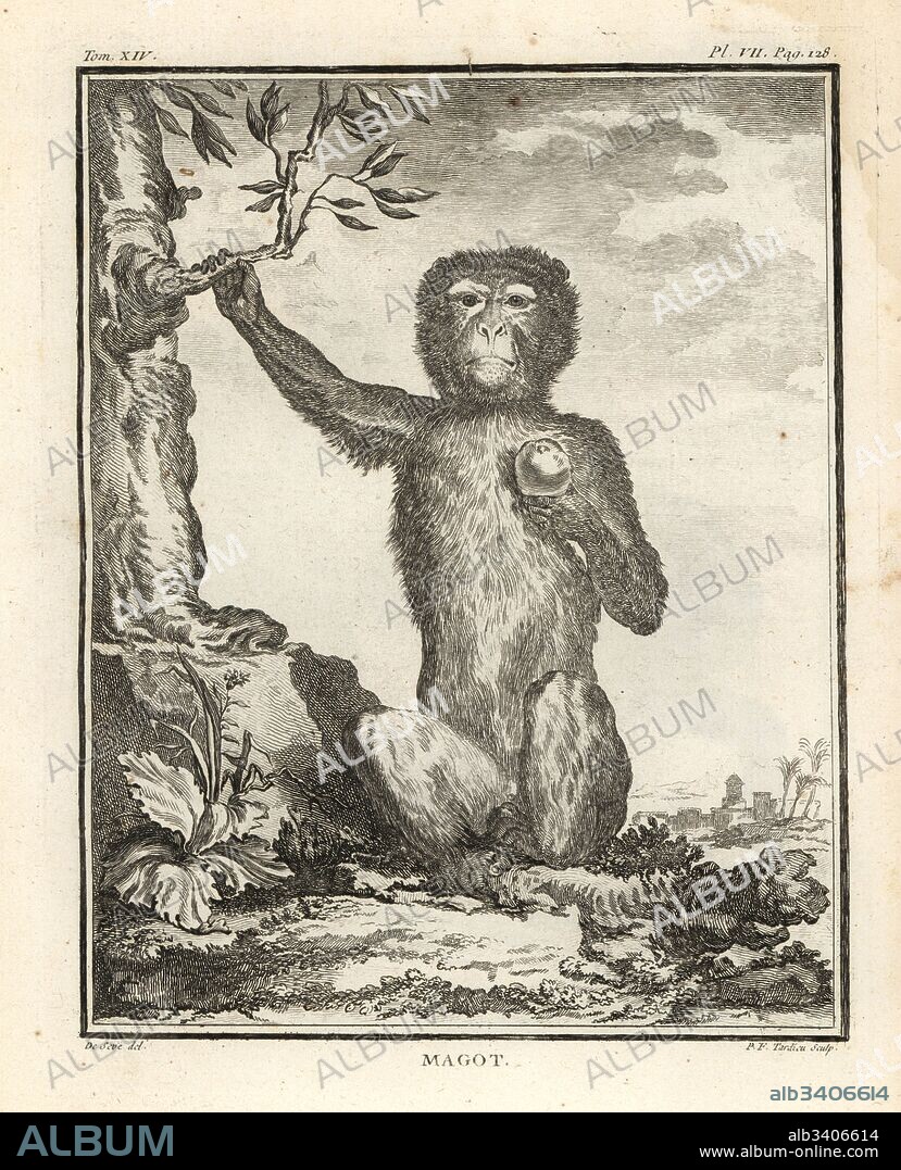 Barbary macaque or magot, Macaca sylvanus. Endangered. Copperplate engraving by P.F. Tardieu after an illustration by Jacques de Seve from Georges-Louis Leclerc, Comte de Buffon's Histoire Naturelle, Imprimerie Royale, Paris, 1766.