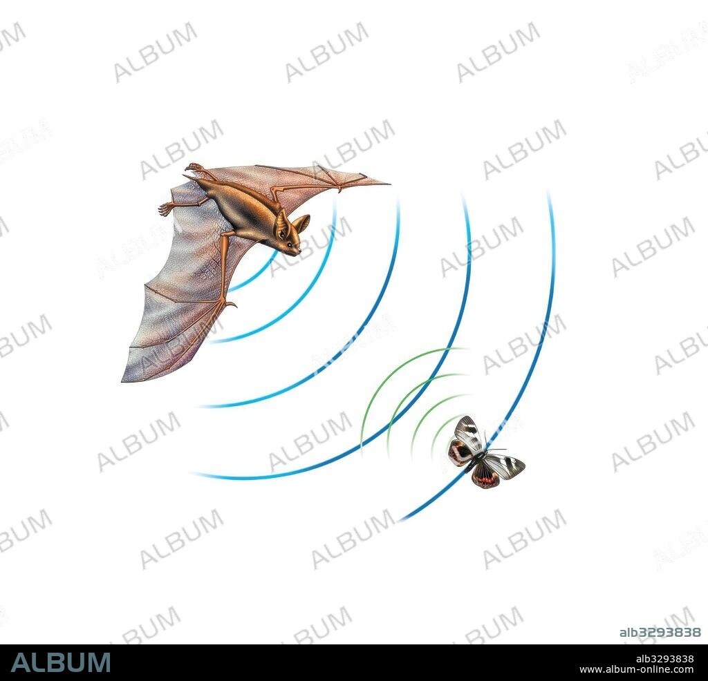 Echolocation (biosonar) in bats.