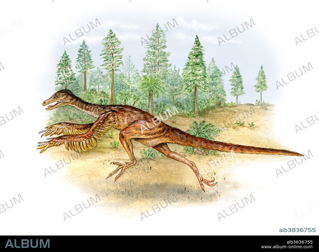 Sinornithosaurus millenii, a theropod dinosaur of the Early Cretaceous Period (whose name means Chinese Bird Reptile of the Millennium) exhibits bird-like appendages and primitive feathers. This dromaeosaurid may be the missing link to the origin of birds.