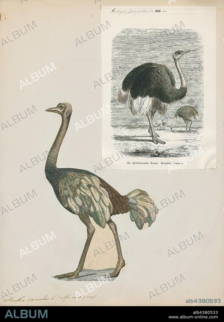 Struthio camelus, Print, The common ostrich (Struthio camelus), or simply ostrich, is a species of large flightless bird native to certain large areas of Africa. It is one of two extant species of ostriches, the only living members of the genus Struthio in the ratite order of birds. The other is the Somali ostrich (Struthio molybdophanes), which was recognized as a distinct species by BirdLife International in 2014 having been previously considered a very distinctive subspecies of ostrich., 1700-1880.