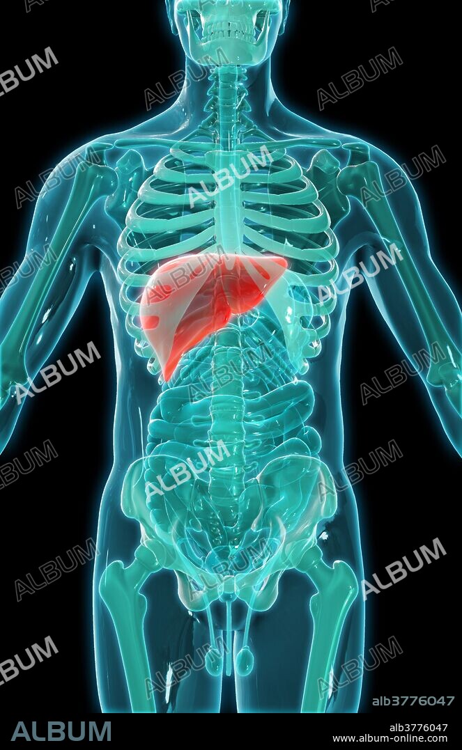 A 3D illustration of the abdominal organs seen within a model of the human skeleton, with the liver, gallbladder and biliary system highlighted red.