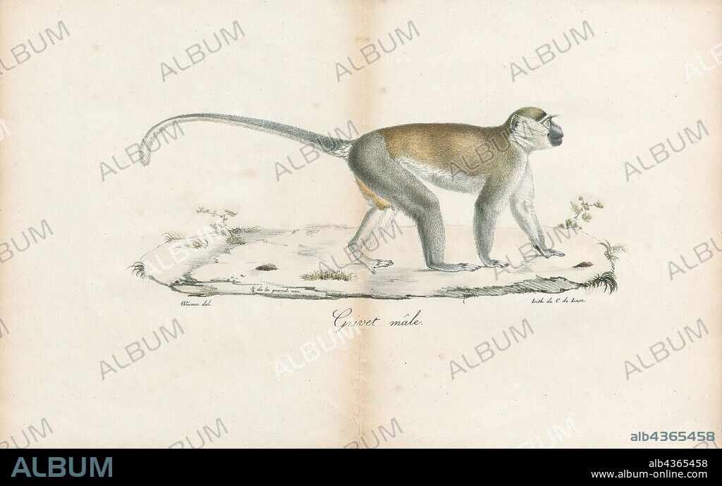Cercopithecus sabaeus, Print, The green monkey (Chlorocebus sabaeus), also known as the sabaeus monkey or the callithrix monkey, is an Old World monkey with golden-green fur and pale hands and feet. The tip of the tail is golden yellow as are the backs of the thighs and cheek whiskers. It does not have a distinguishing band of fur on the brow, like other Chlorocebus species, and males have a pale blue scrotum. Some authorities consider this and all of the members of the genus Chlorocebus to be a single widespread species, Chlorocebus aethiops., 1700-1880.