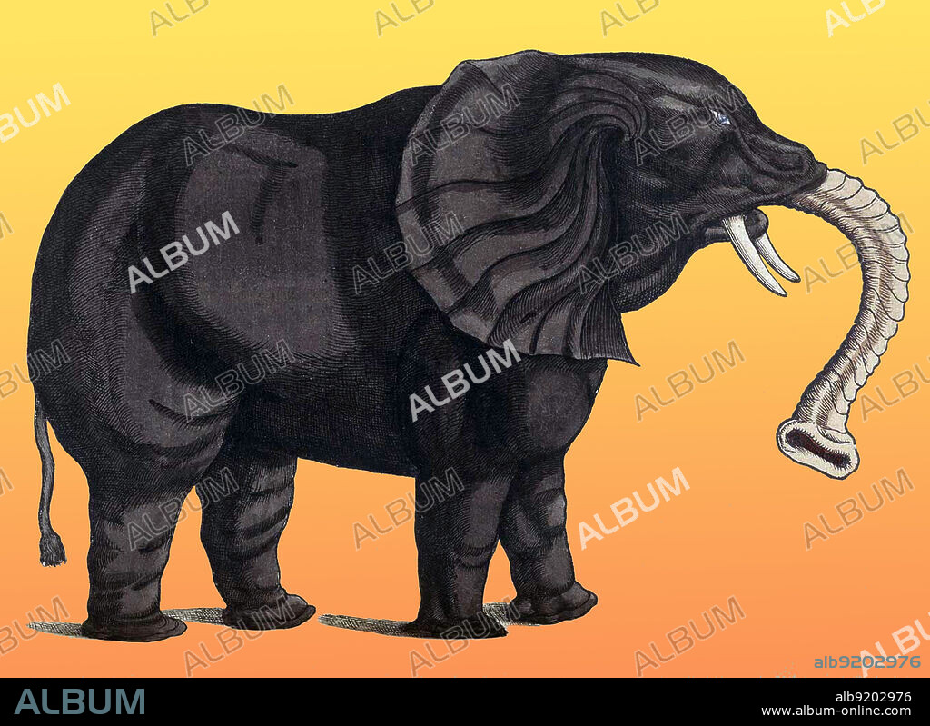 Historiae Animalium by Swiss naturalist Conrad Gessner is considered the first modern zoological work. The animals were described through actual observation and accurately illustrated with woodcuts by Gessner and his colleagues.