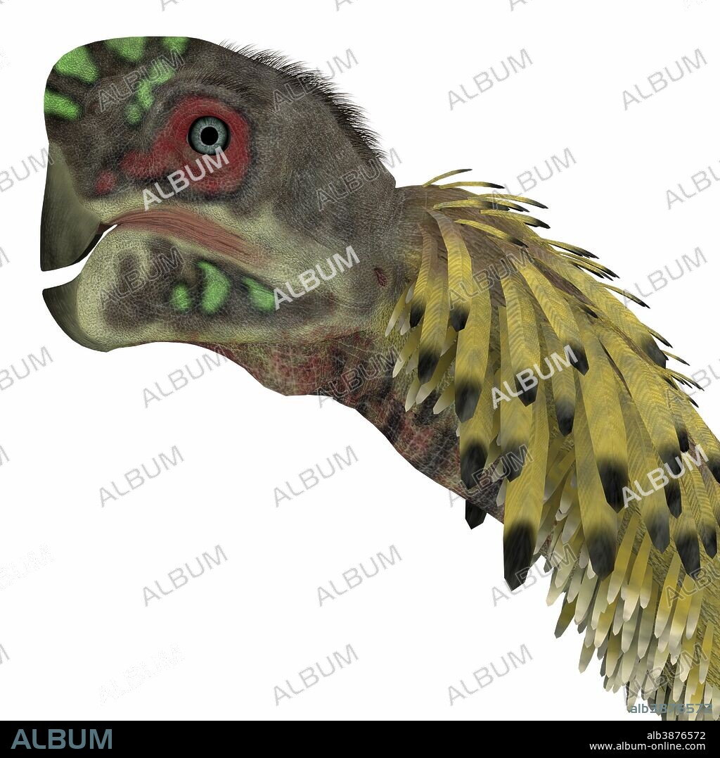 Citipati dinosaur head. Citipati was a omnivorous theropod dinosaur that lived in Mongolia during the Cretaceous Period.