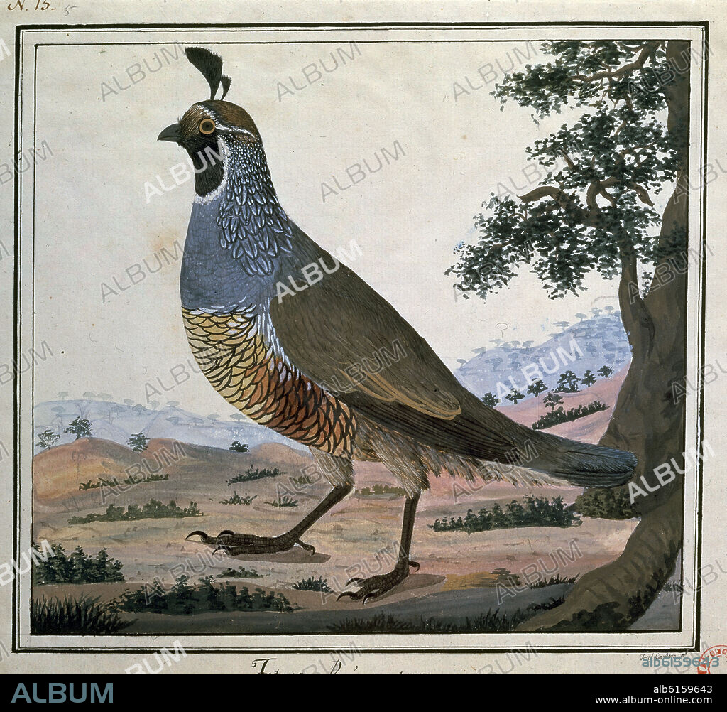 JOSE CARDERO (1766-1811). TETRAO REGIO-MONTANUS - DIBUJO - SIGLO XVIII - EXPEDICION MALASPINA.