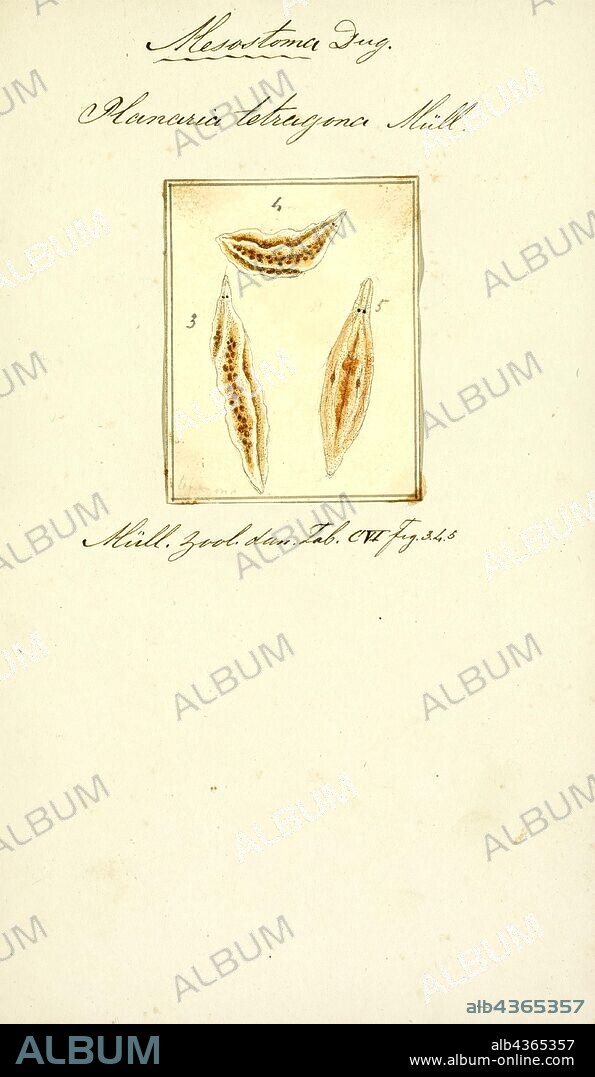 Planaria tetragona, Print, Planaria is a genus of planarians in the family Planariidae. It is currently represented by a single species, Planaria torva, which is found in Europe.When an individual is cut into pieces, each piece has the ability to regenerate into a fully formed individual.
