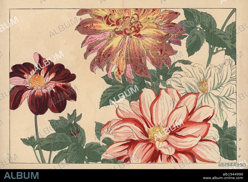 Dahlia varieties. Handcoloured woodblock print from Konan Tanigami's "Seiyou Sokazufu" (Pictorial Album of Western Plants and Flowers: Summer), Unsodo, Kyoto, 1917. Tanigami (1879-1928) depicted 125 varieties of garden plants through the four seasons.