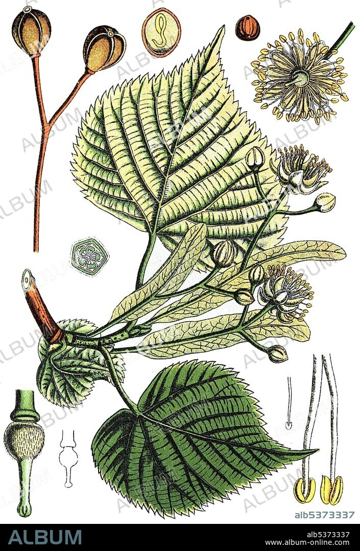 Large leaved lime (Tilia platyphyllos subsp. cordifolia), medicinal and useful plants, chromolithography, 1880