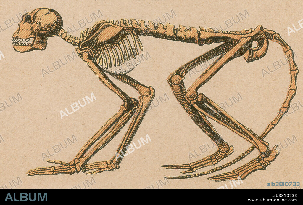 Mesopithecus (middle monkey) is an extinct genus of Old World monkey that lived in Europe and western Asia 7 to 5 million years ago. A recent study suggests that they are closely related to the snub-nosed monkeys and doucs. Mesopithecus resembled a modern macaque, with a body length of about 16 inches. It was adapted to both walking and climbing, possessing a slender body with long, muscular limbs and flexible fingers. Its teeth suggest that it primarily ate soft leaves and fruit. Lithograph print from a rare work by G.H.Schubert entitled, Illustrated Geology and Palaeontology, 1886. This series was published from 1896 and is a great work on dinosaur fossils.