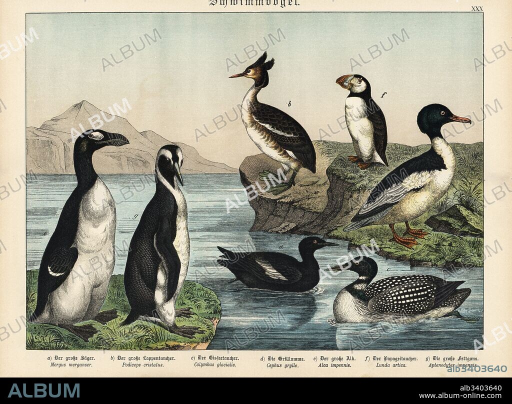 Extinct great auk, Pinguinus impennis e, emperor penguin g, Aptenodytes forsteri g, great crested grebe b, Podiceps cristatus, Atlantic puffin f, Fratercula arctica, black guillemot d, Cepphus grylle, and common merganser c, Mergus merganser. Chromolithograph from Gotthilf Heinrich von Schubert's Natural History (Naturgeschichte), Schreiber, Munich, 1886.