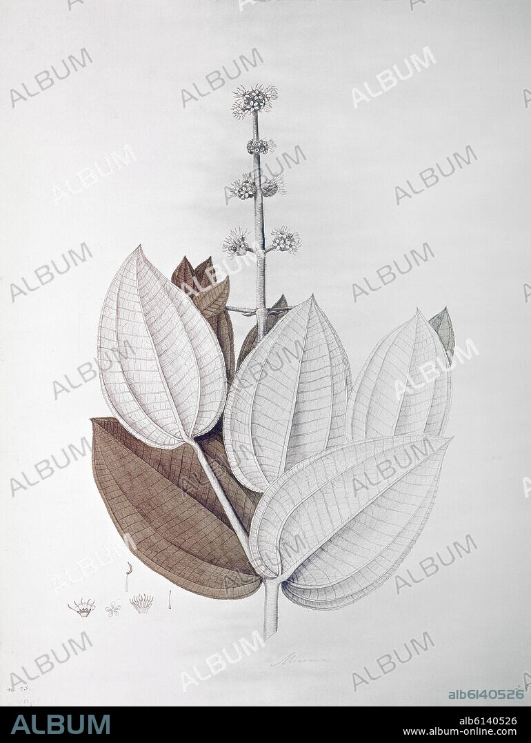 CELESTINO MUTIS. MICONIA RUFESCENA-SHEET 2602-MADE FOR THE BOTANICAL EXPEDITION OF THE KINGDOM OF NEW GRANADA.