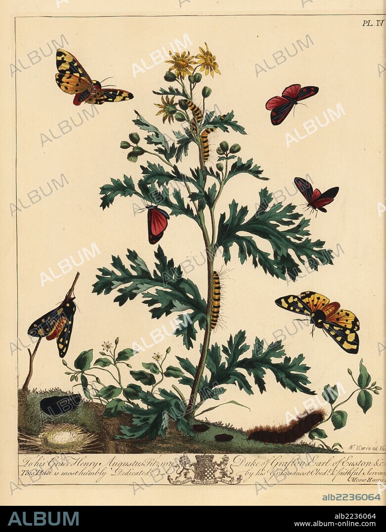 Cinnabar moth, Tyria jacobaeae, cream spot tiger moth, Epicallia villica, and eyed hawkmoth, Smerinthus ocellatus, on a ragwort plant, Jacobaea vulgaris. Moses Harris based his illustration on Jacob l'Admiral's. Handcoloured lithograph after an illustration by Moses Harris from "The Aurelian; a Natural History of English Moths and Butterflies," new edition edited by J. O. Westwood, published by Henry Bohn, London, 1840.