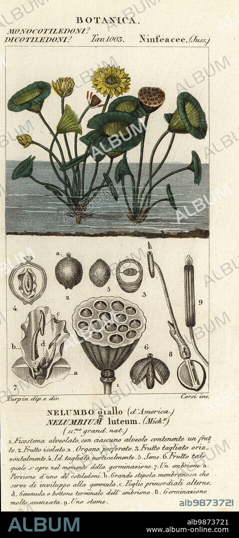 American lotus, Nelumbo lutea. Nelumbium luteum, Nelumbo giallo dAmerica. Handcoloured copperplate stipple engraving from Antoine Laurent de Jussieu's Dizionario delle Scienze Naturali, Dictionary of Natural Science, Florence, Italy, 1837. Illustration engraved by Corsi, drawn and directed by Pierre Jean-Francois Turpin, and published by Batelli e Figli. Turpin (1775-1840) is considered one of the greatest French botanical illustrators of the 19th century.