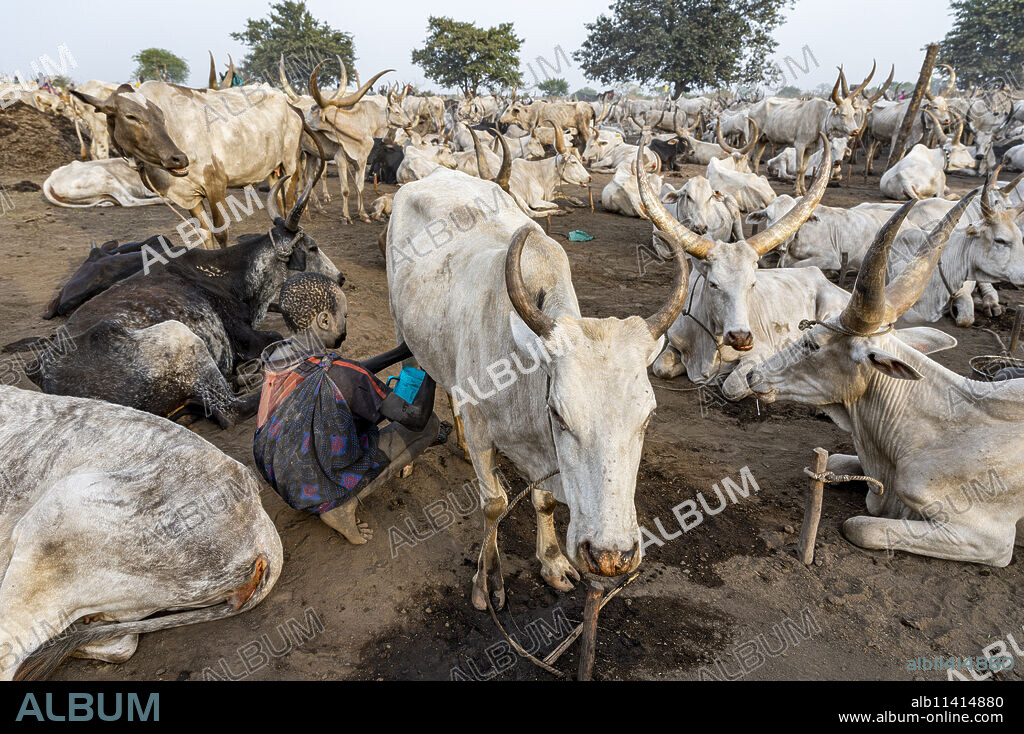 Boy milking a cow, Mundari tribe, South Sudan, Africa.