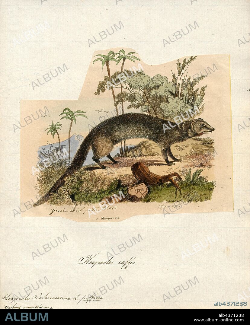 Herpestes ichneumon, Print, The Egyptian mongoose (Herpestes ichneumon), also known as ichneumon, is a mongoose species native to the Iberian Peninsula, coastal regions along the Mediterranean Sea between North Africa and Turkey, tropical and subtropical grasslands, savannas, and shrublands in Africa. Because of its widespread occurrence, it is listed as Least Concern on the IUCN Red List., 1700-1880.
