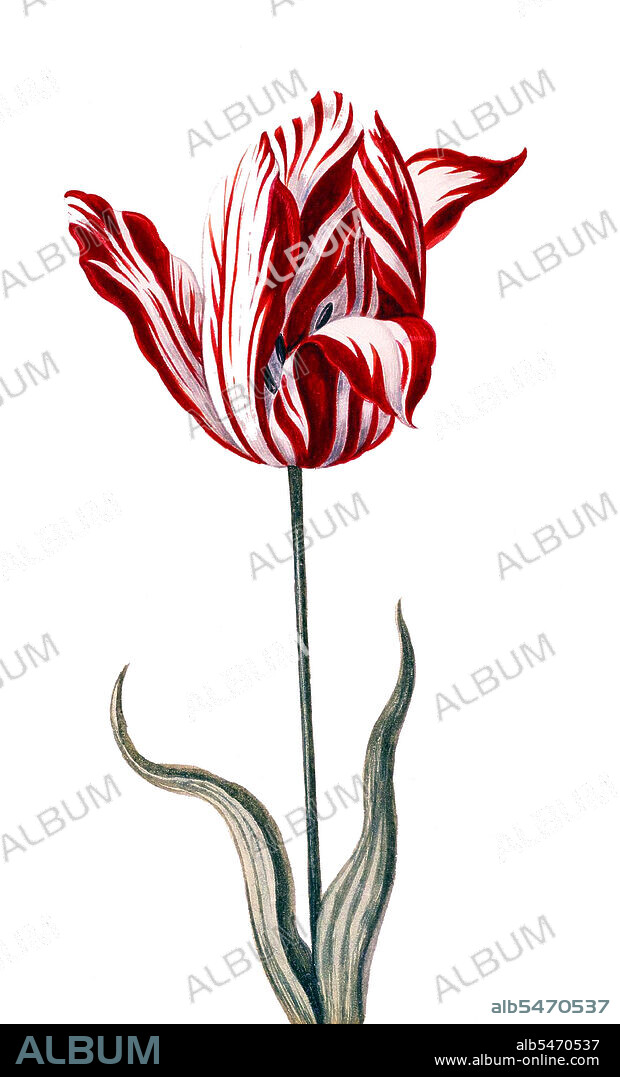 Tulip mania or tulipomania (Dutch names include: tulpenmanie, tulpomanie, tulpenwoede, tulpengekte and bollengekte) was a period in the Dutch Golden Age during which contract prices for bulbs of the recently introduced tulip reached extraordinarily high levels and then suddenly collapsed. At the peak of tulip mania, in February 1637, some single tulip bulbs sold for more than 10 times the annual income of a skilled craftsman. Although tulips are generally associated with the Netherlands, commercial cultivation of the flower began in the Ottoman Empire. The tulip, or lale as it is also called in Iran and Turkey, is a flower indigenous to a vast area encompassing arid parts of Africa, Asia, and Europe. The word tulip, which earlier appeared in English in forms such as tulipa or tulipant, entered the language by way of French tulipe and its obsolete form tulipan or by way of Modern Latin tulipa, from Ottoman Turkish tulbend.