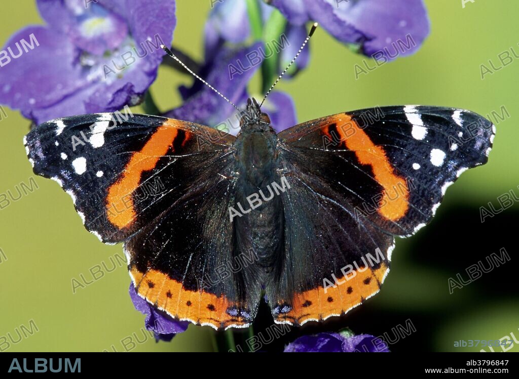 A close up of a Red Admiral Butterfly (Vanessa atalanta), shot in Florida. This butterfly both migrates and hibernates.
