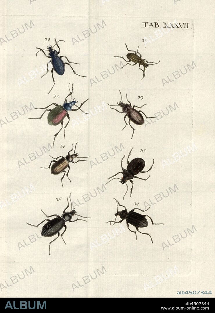Buprestis. Laufkäfer 4, 30. Buprestis Violaceus, 31. Buprestis Chalybeus, 32. Buprestis Sycophanta, 33. Buprestis Fetens, 34. Buprestis Chalybeus Notatus, 35. Buprestis Auropunctus, 36. Buprestis Caeruleus, 37. Buprestis Leucophthalmus Niger, Tab., XXXVII, after p. 134, Voet, Johannes Eusebius (del.); Bischoff, Valentin (exc.), 1785, Johannes Eusebius Voet; Georg Wolfgang Franz Panzer: Johann Euseb Voets Beschreibungen und Abbildungen hartschaaligter Insecten: Coleoptera Linn. Nürnberg: in der Valentin Bischoffischen Kunst- und Buchhandlung, 1785-1798.