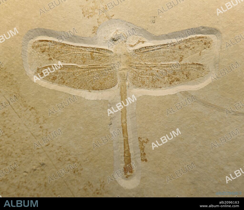 Insecto prehistórico fosilizado. Urogomphus eximius. Ejemplar procedente de Solnhofen, Alemania. Jurásico. Museum fur Naturkunde (Museo de Historia Natural). Berlín. Alemania. Europa.