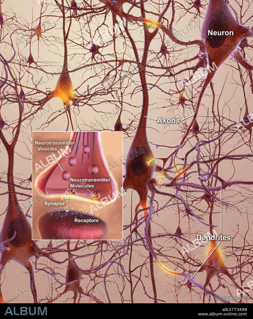 A neuron is an electrically excitable cell that processes and transmits information through electrical and chemical signals. An axon, is a long, slender projection of a nerve cell, or neuron, that typically conducts electrical impulses away from the neuron's cell body. Dendrites are the branched projections of a neuron that act to propagate the electrochemical stimulation received from other neural cells to the cell body, or soma, of the neuron from which the dendrites project. In a neuron, neurotransmitter vesicles store various neurotransmitters that are released at the synapse. A synapse is a structure that permits a neuron to pass an electrical or chemical signal to another neuron.