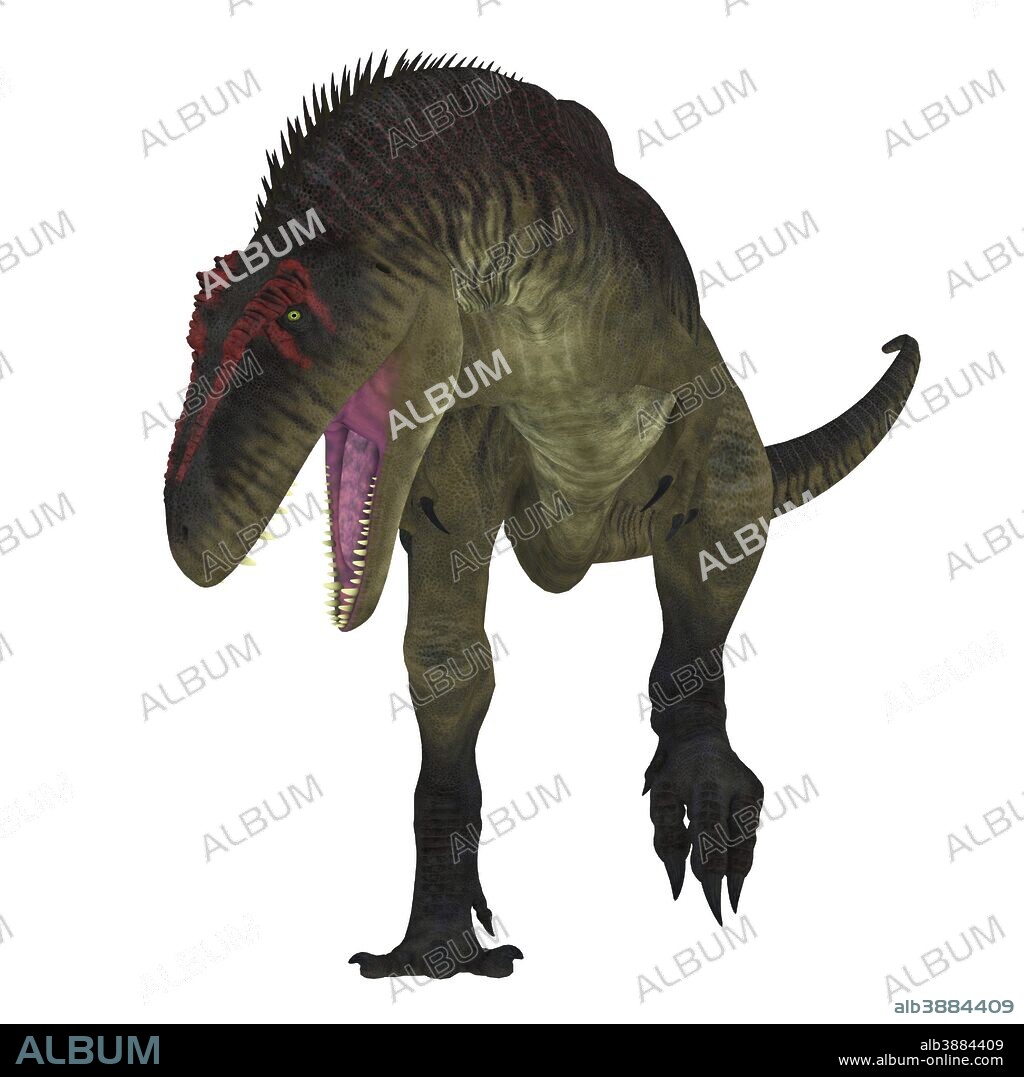 Tyrannotitan dinosaur on white background. Tyrannotitan was a carnivorous theropod dinosaur that lived in the Cretaceous Period of Argentina.