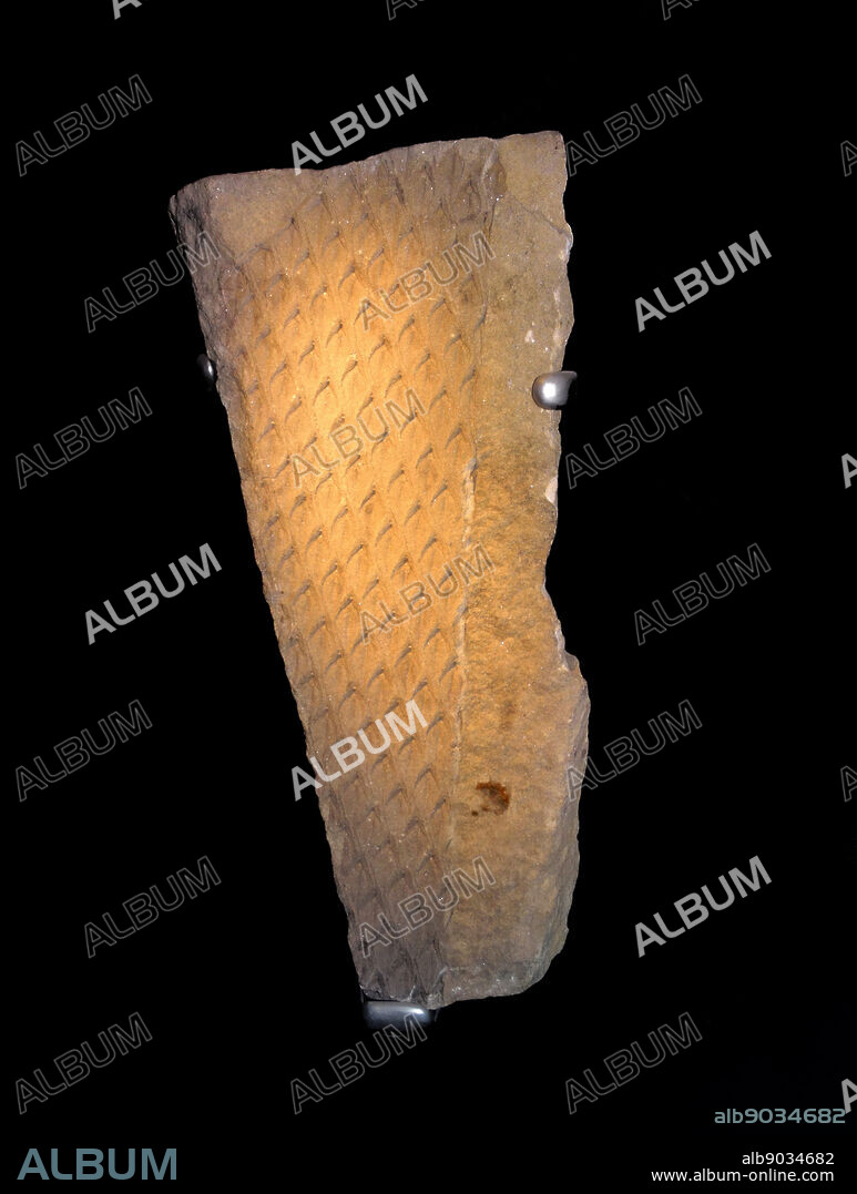Fossil leaf scars (Lepidodendron aculeatum Sternberg Carboniferous Coal Measures.