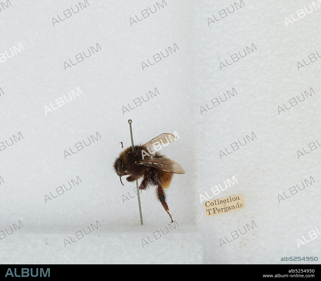 Bombus (Rhodobombus) pomorum (Panzer), Animalia, Arthropoda, Insecta, Hymenoptera, Apidae, Apinae.