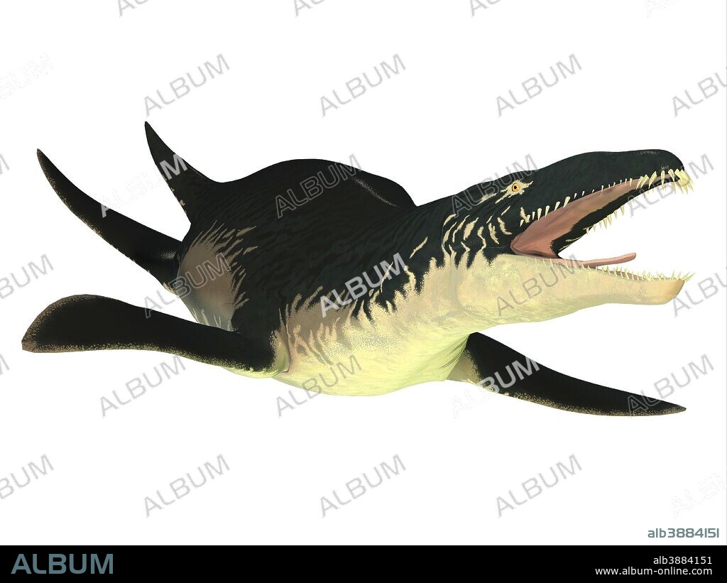 An extinct Liopleurodon reptile, white background. Liopleurodon was a carnivorous marine reptile that lived in Jurassic seas of France and England.